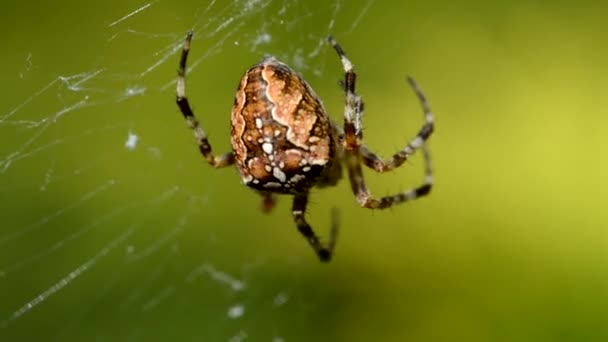 Spider Cross Aranha Uma Cruz Uma Teia Orvalho Gotas Orvalho — Vídeo de Stock