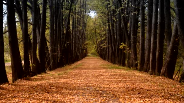 Camino Bosque Bosque Otoño Otoño Dorado — Vídeos de Stock