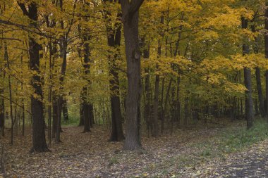 Ormandaki patika. Sonbahar ormanı. Altın sonbahar.