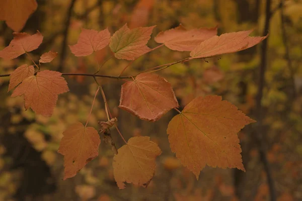 Herbst Hintergrund Mit Buntem Laub Fallendes Herbstlaub Gelbe Blätter Auf — Stockfoto