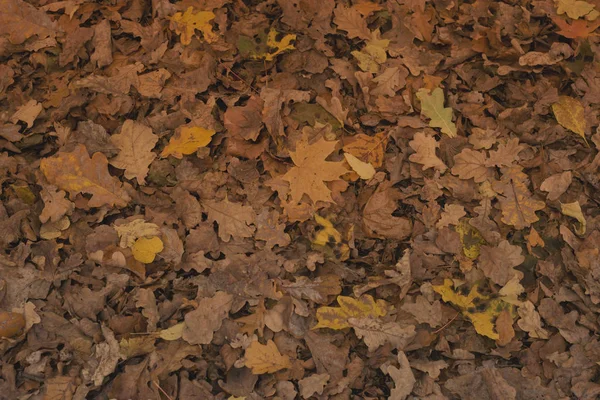 배경에는 잎들이 나뭇잎 — 스톡 사진
