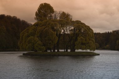 Akşamları sonbahar ormanı. Ormanda gün batımı. Tahta. 