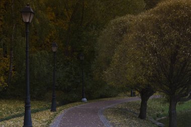 Ormandaki patika. Sonbahar ormanı. Altın sonbahar.