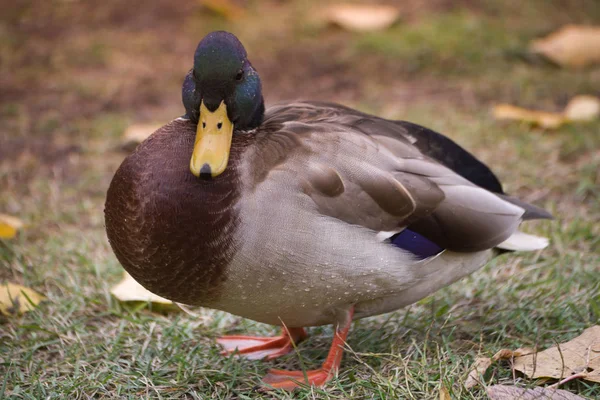 Drake Canard Une Progéniture Canard Sauvage — Photo