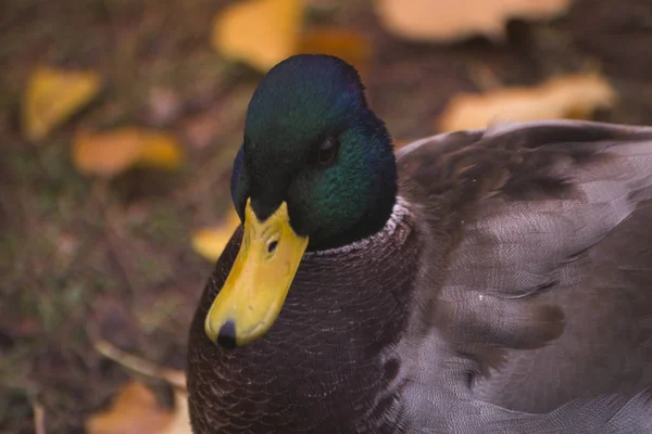 Drake Pato Progenia Pato Selvagem — Fotografia de Stock