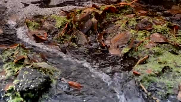 Καταρράκτης Βουνού Μια Πηγή Καταρράκτη Θεραπευτικό Νερό Νερό Χρυσό Φθινόπωρο — Αρχείο Βίντεο