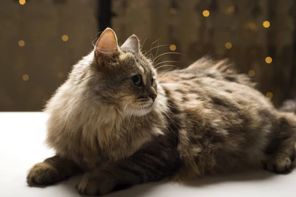 Krásná Kočka Odpočívající Kočka Skvělá Sedící Kočka — Stock fotografie