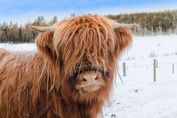Highland Cattle Portrait Swedish Nature — Stock Photo, Image