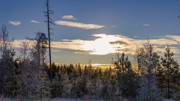Winterwalk Prostřednictvím Švédské Přírody — Stock fotografie