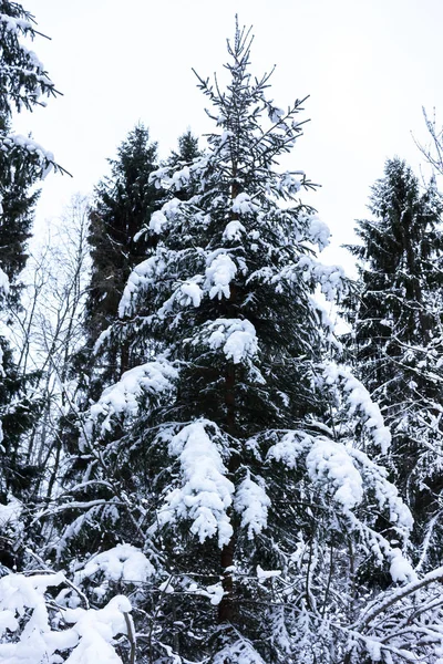 winter with many snow in a little Swedish village