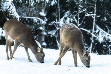 Derin kar ile soğuk kışın yemek arama Bahçe, geyik gelmek