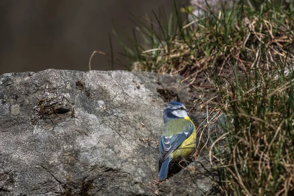 Uma Pequena Mama Perto Uma Pedra Chão — Fotografia de Stock