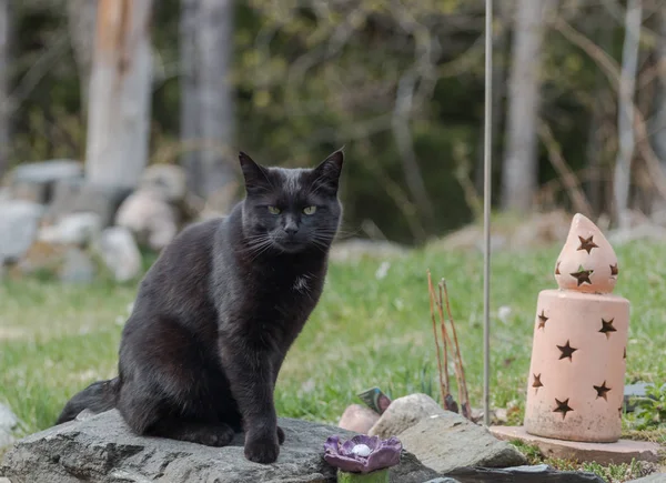 Niedliche Schwarze Katze Blickt Die Kamera — Stockfoto
