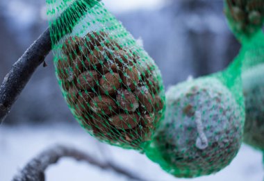 kuş gıda yeşil bir ağ içinde yabani kuş vurmak için 