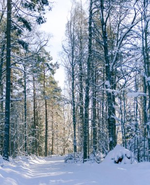 Güneşli bir winterday küçük bir İsveç köy adımlarında bir gezinti 