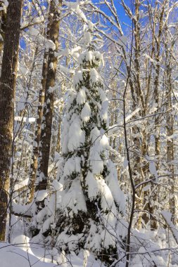 Güneşli bir winterday küçük bir İsveç köy adımlarında bir gezinti 