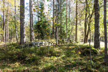 taştan bir duvar bir yosun kaplı zemin ile orman sahne