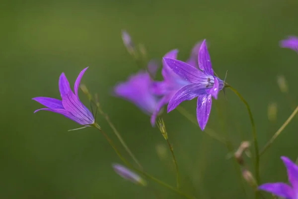 Lila Bellflower Campanula Przed Niewyraźne Tło Zielony — Zdjęcie stockowe