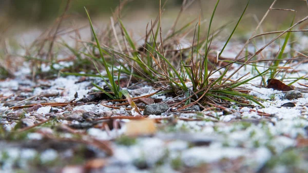 close up from forest ground with frosted plants