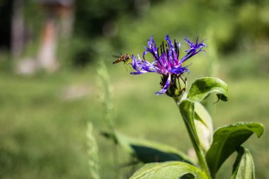 Bir WASP ile mor peygamber çiçeği