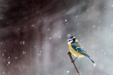 küçük baştankara bir şube üzerinde oturuyor