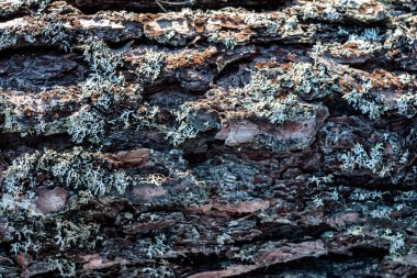 huş ağacının kabuğunu kapatın. 