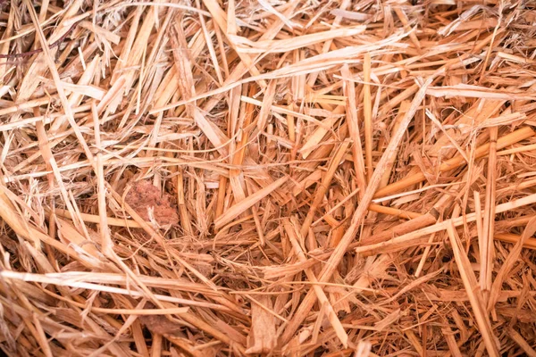 straw for animals and birds or as background