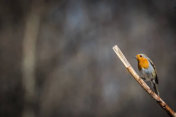 Robin (Erithacus rubecula ) — Φωτογραφία Αρχείου