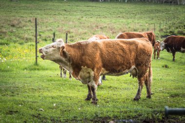 bir çayır üzerinde yaz aylarında inekler