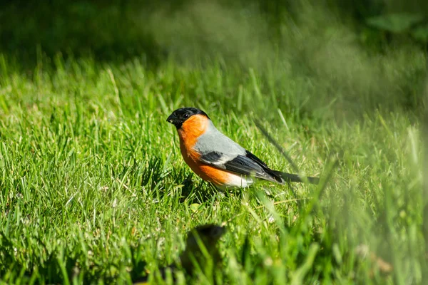 Bullfinch, male sits on the grass looking for grains — Stock Photo, Image