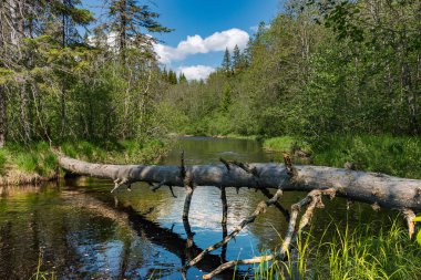Küçük bir İsveç nehri üzerinde düşmüş ağaç ile Idyll