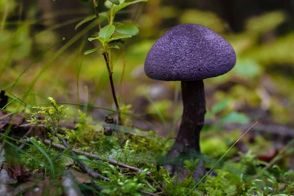 menekşe mantarı -Cortinarius violaceus