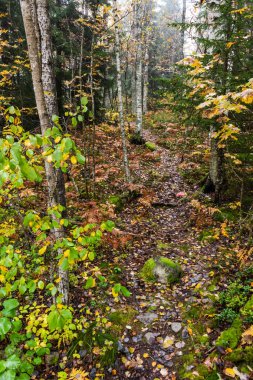 Bir sonbahar ormanında dar yol