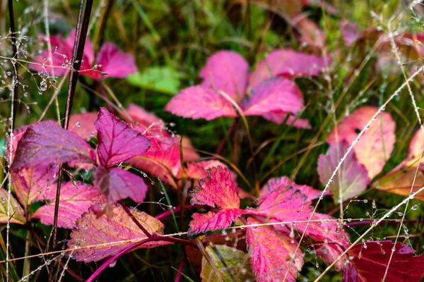 close up of red colored foliage on the forest floor