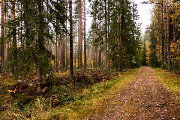 Otoño en el bosque con árboles de colores brillantes y follaje en — Foto de Stock