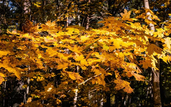 Foglie autunnali colorate sul pavimento della foresta in una giornata di sole — Foto Stock