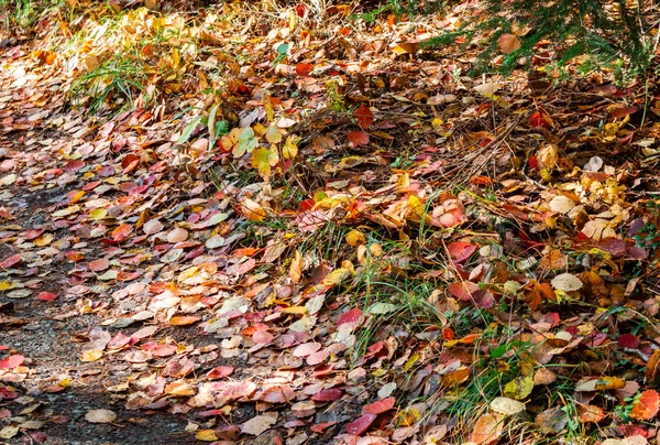 Πολύχρωμα φθινοπωρινά φύλλα στο πάτωμα του δάσους σε μια ηλιόλουστη μέρα — Φωτογραφία Αρχείου