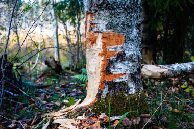 Huş ağacının gövdesinde bir kunduz izi var.