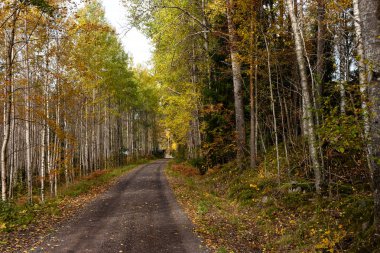 Huş ağacıyla çevrili, uzun, renkli bir orman yolunda yürü.