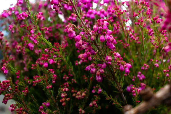 Zbliżenie wrzosowiska / Calluna vulgaris — Zdjęcie stockowe