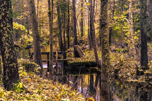 秋の日に森の中を見る — ストック写真