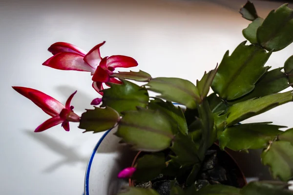 Cactus di Natale (Schlumbergera) con fiori rossi contro un frumento — Foto Stock