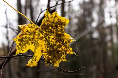 Yaprak döken ağaçların renkli yaprakları, meşeler, huş ağaçları, uçak ağaçları.