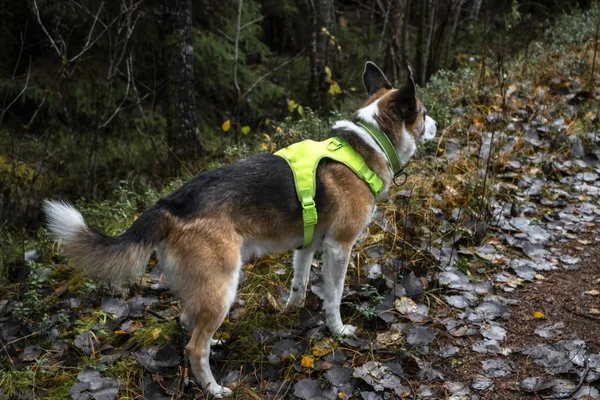 Dog with safety vest during the forest walk during the hunting s