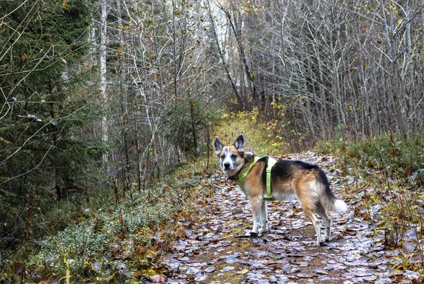 Dog with safety vest during the forest walk during the hunting s