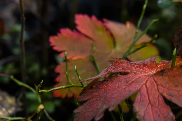 Foglie autunnali rosse davanti a sfondo scuro — Foto Stock