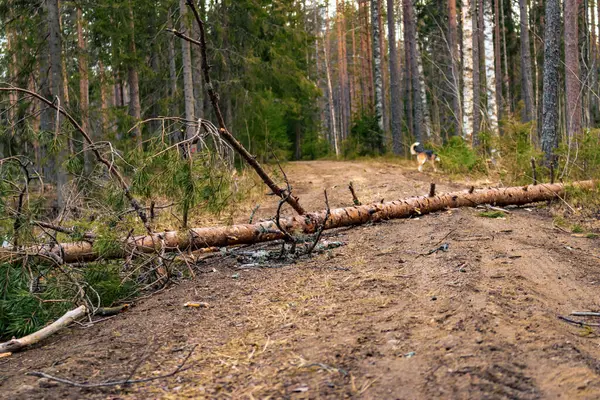 Bouři Padlý Strom Leží Přes Cestu — Stock fotografie