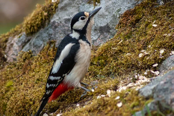 Fêmea Grande Manchado Woodpecker Assento Musgo Coberto Pedra — Fotografia de Stock