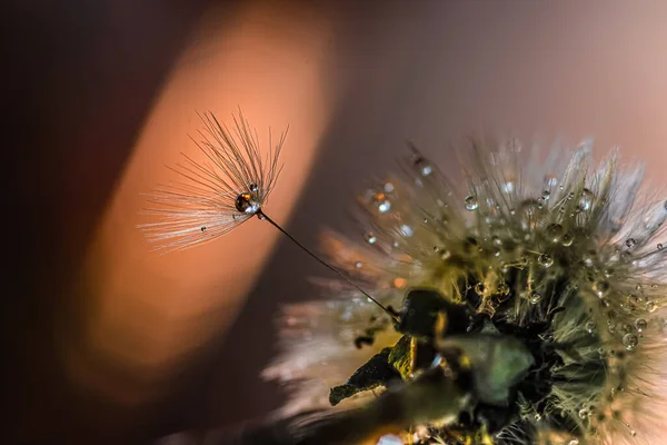 Pissenlits Filigranés Avec Des Gouttes Eau Enchanteresses Gros Plan — Photo