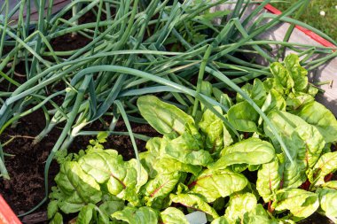 Bahçedeki bir yatakta çeşitli sebzeler ve otlar